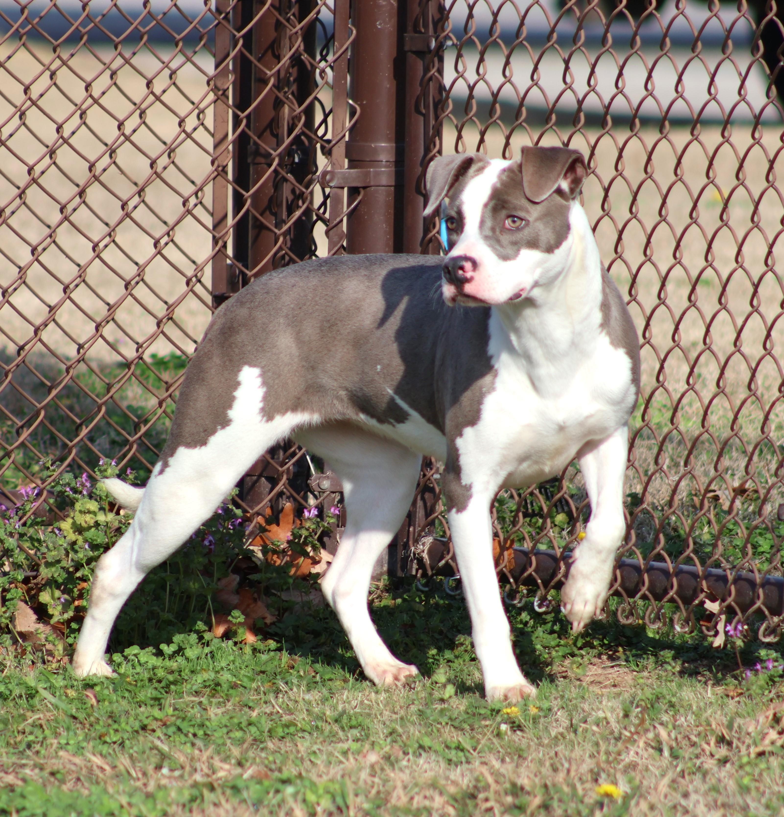 SADIE, Adoptable, Adult Female Pit Bull Terrier & Mixed Breed.