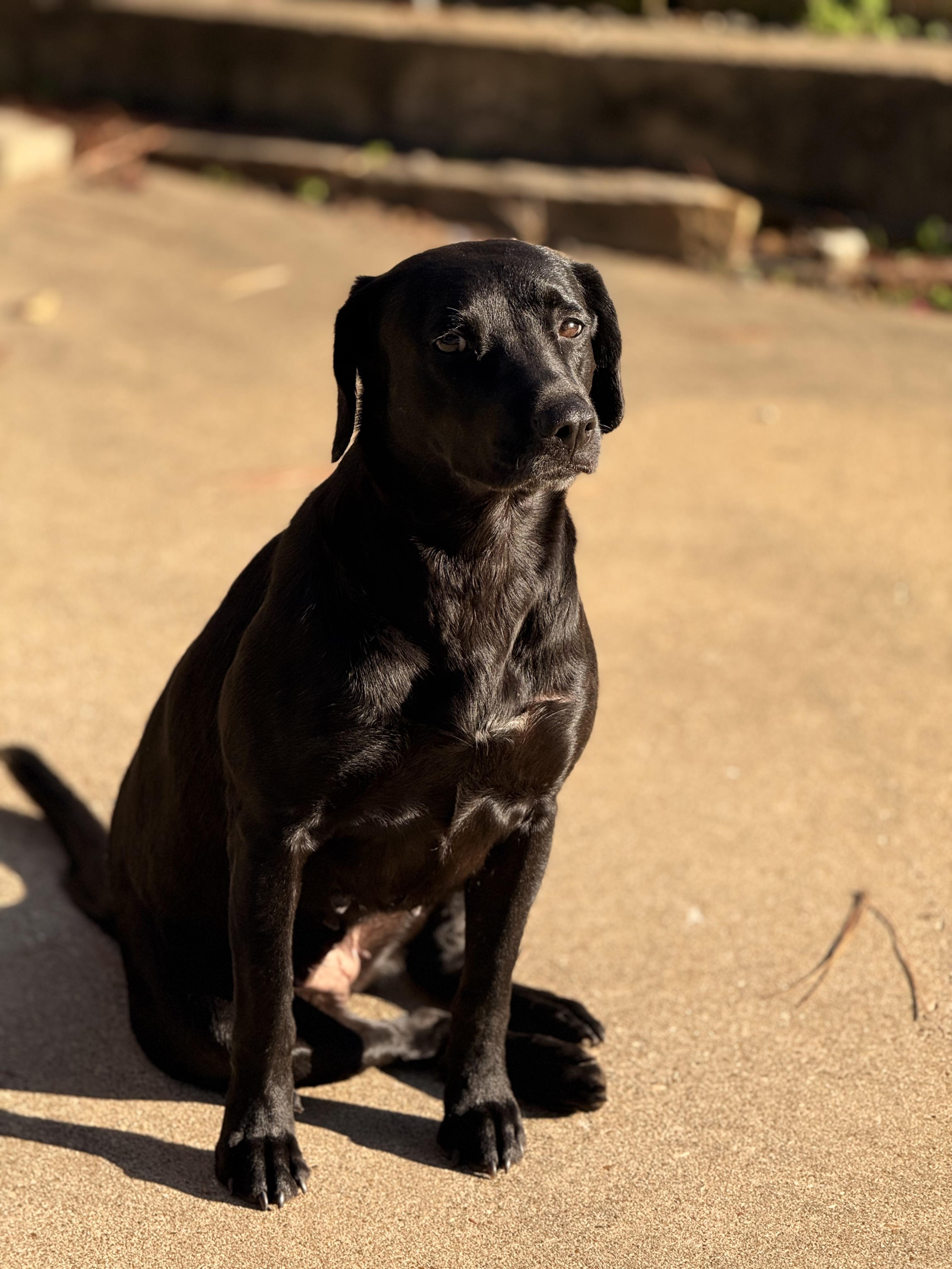 Sadie- needs pics, now HW neg!!!!, adopted, Adult Female Black Labrador Retriever.
