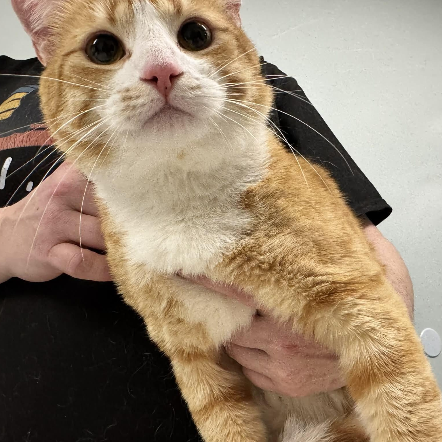 Billy, ADOPTABLE, Adult Male Tiger.