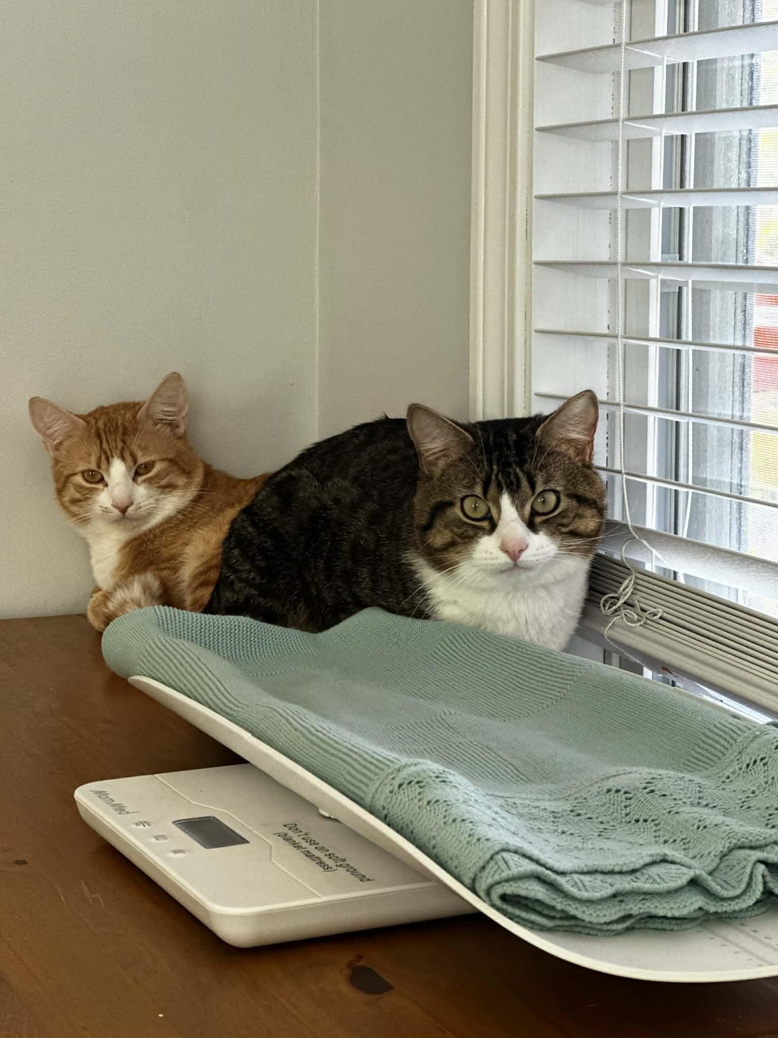 Billy, an adoption pending Tiger in New Bedford, MA image 3/6