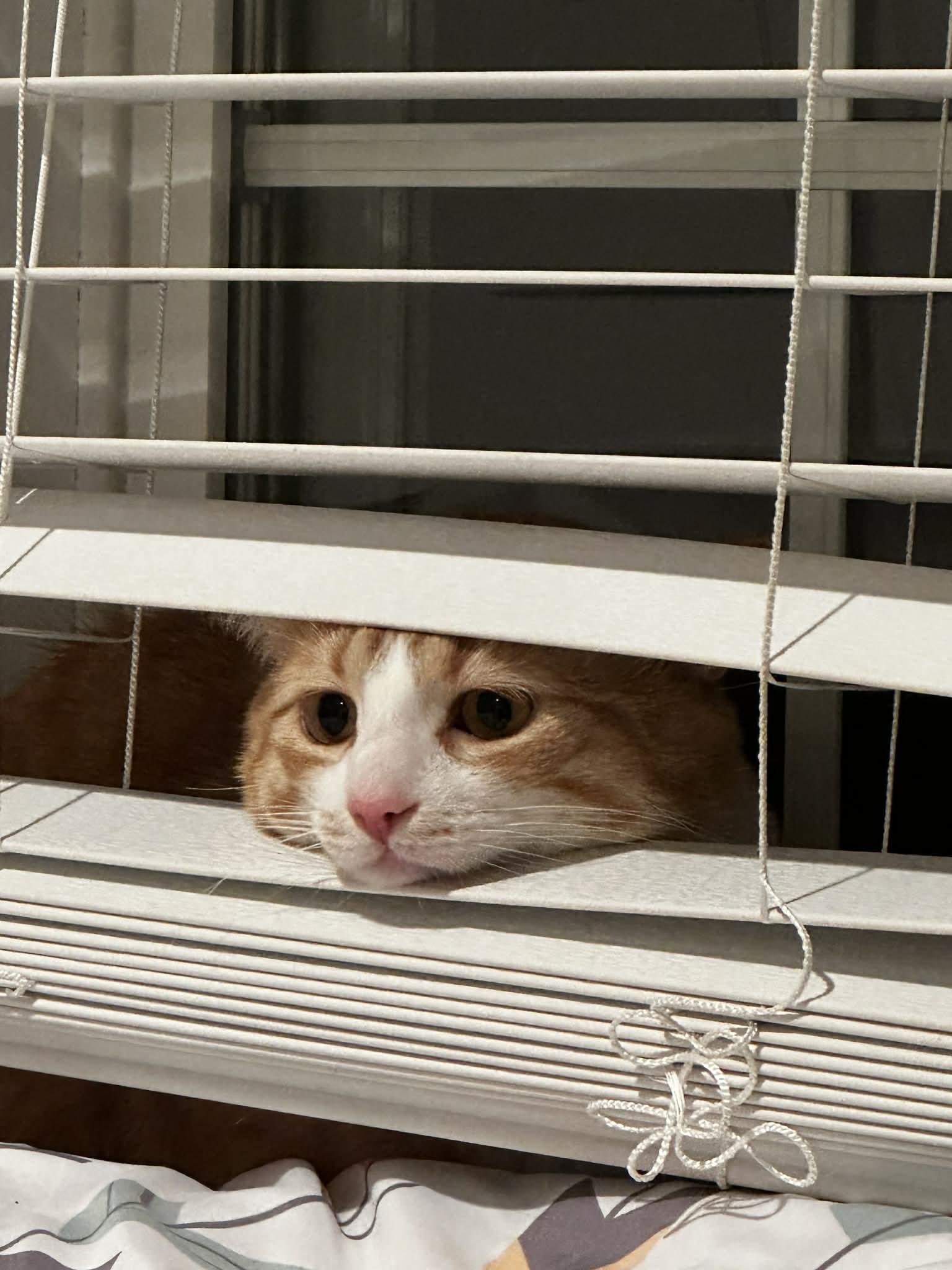 Billy, an adoption pending Tiger in New Bedford, MA image 2/6