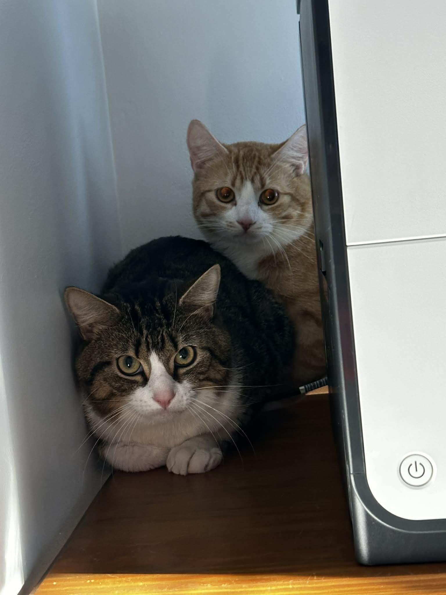 Billy, an adoption pending Tiger in New Bedford, MA image 6/6