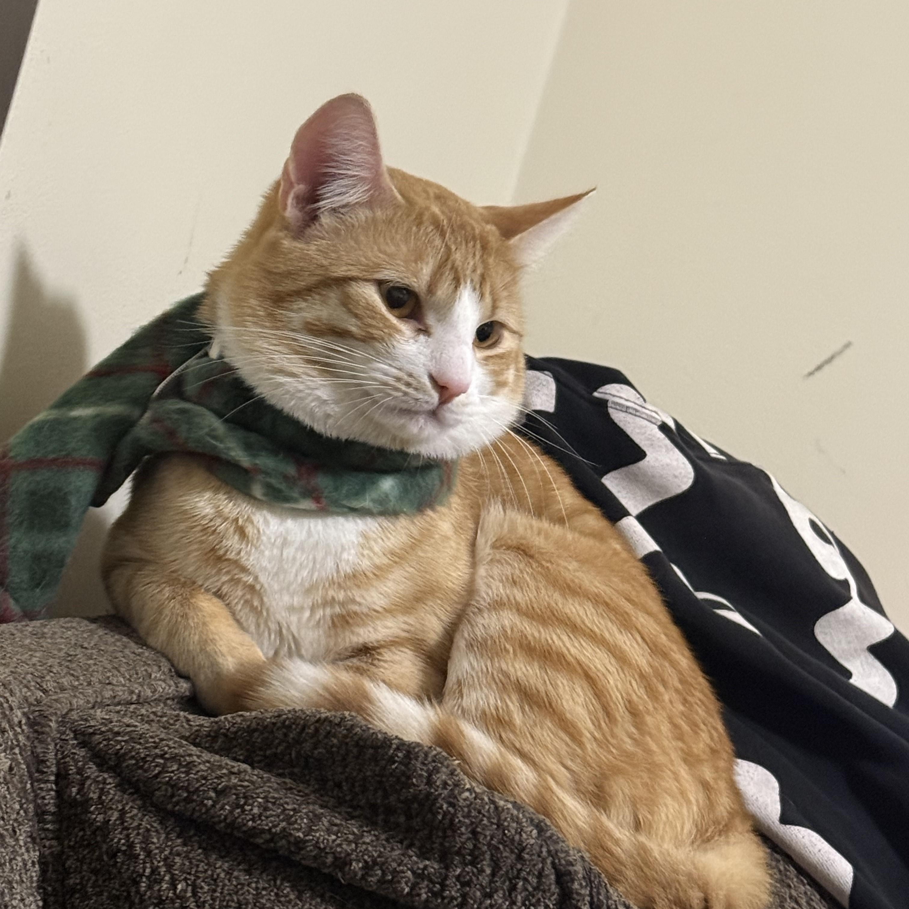 Billy, an adoption pending Tiger in New Bedford, MA image 5/6