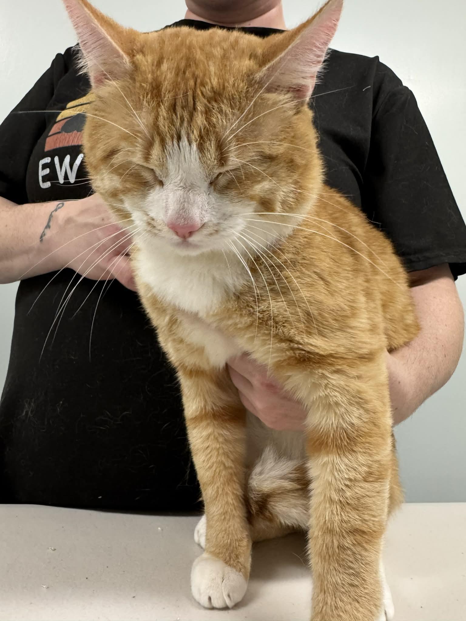 Billy, an adoption pending Tiger in New Bedford, MA image 4/6