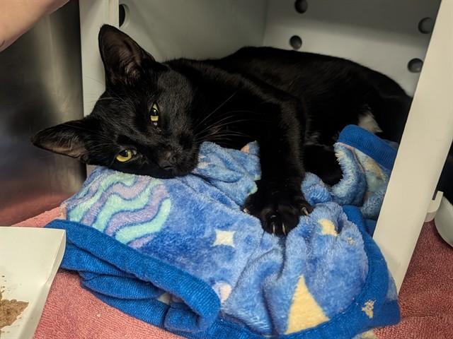 CYRIL, Adoptable, Young Male Domestic Short Hair.