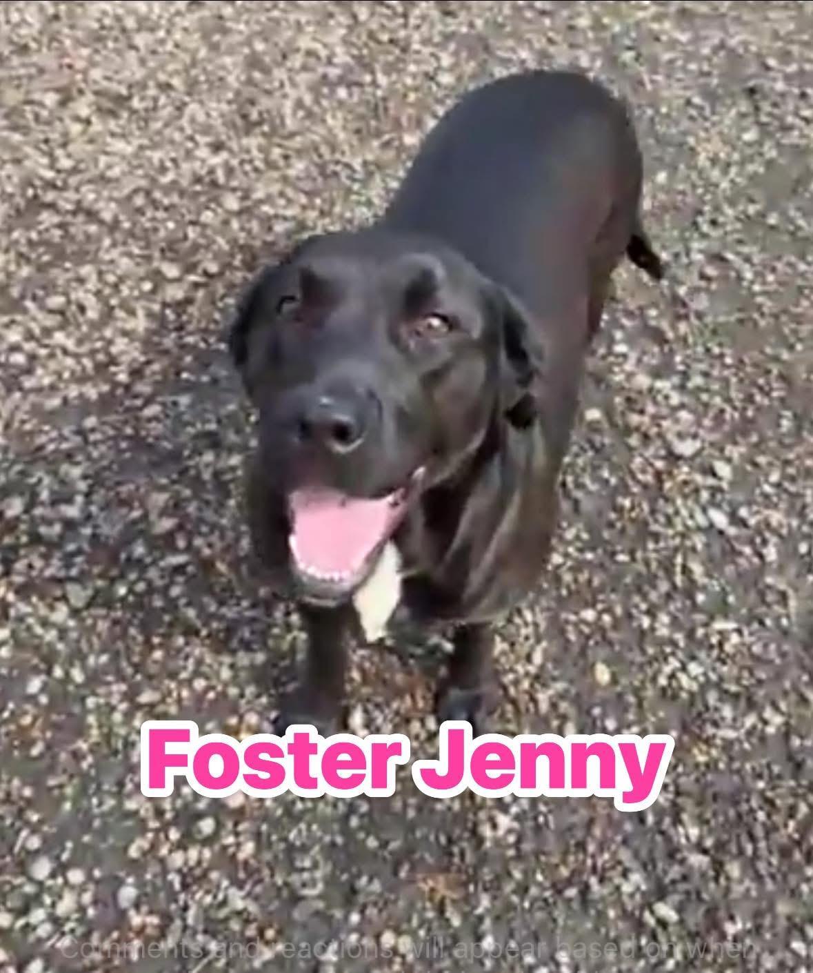 Jenny, ADOPTABLE, Young Female Black Labrador Retriever.