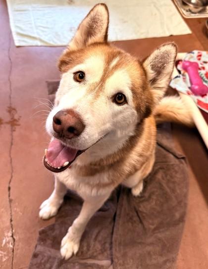 Enlarge Blaze, a ADOPTABLE Husky in Stanwood, WA image 1/1
