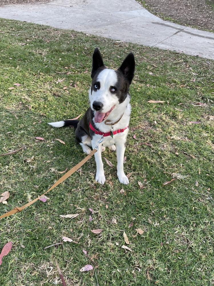 Alonso, Adoptable, Adult Male Border Collie.