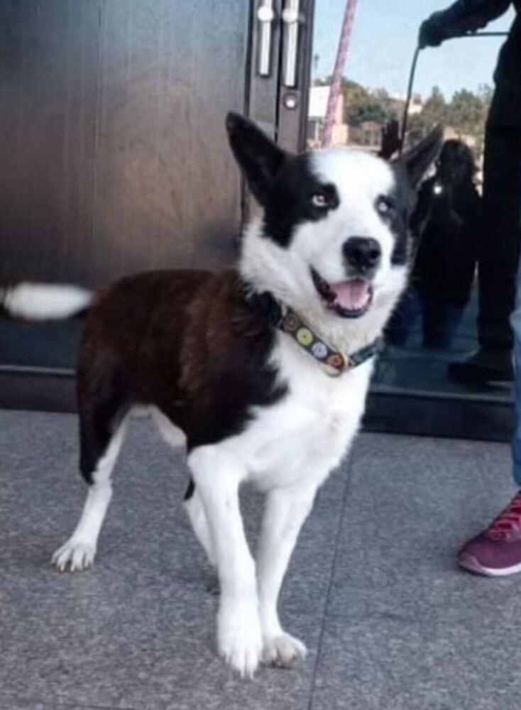 Alonso, a Adoptable mixed breed in San Diego, CA image 2/5