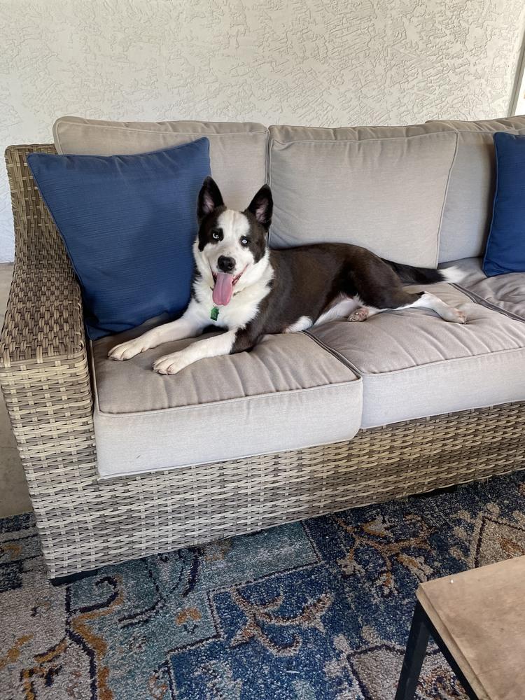 Alonso, a Adoptable mixed breed in San Diego, CA image 3/5