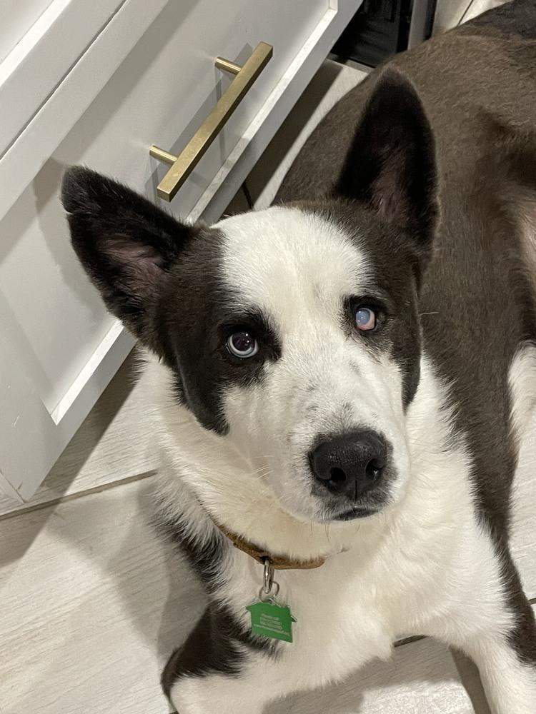 Alonso, a Adoptable mixed breed in San Diego, CA image 4/5