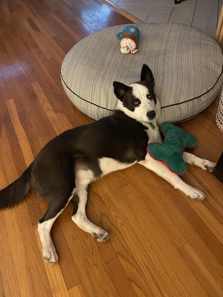 Alonso, Adoptable, Adult Male Border Collie.