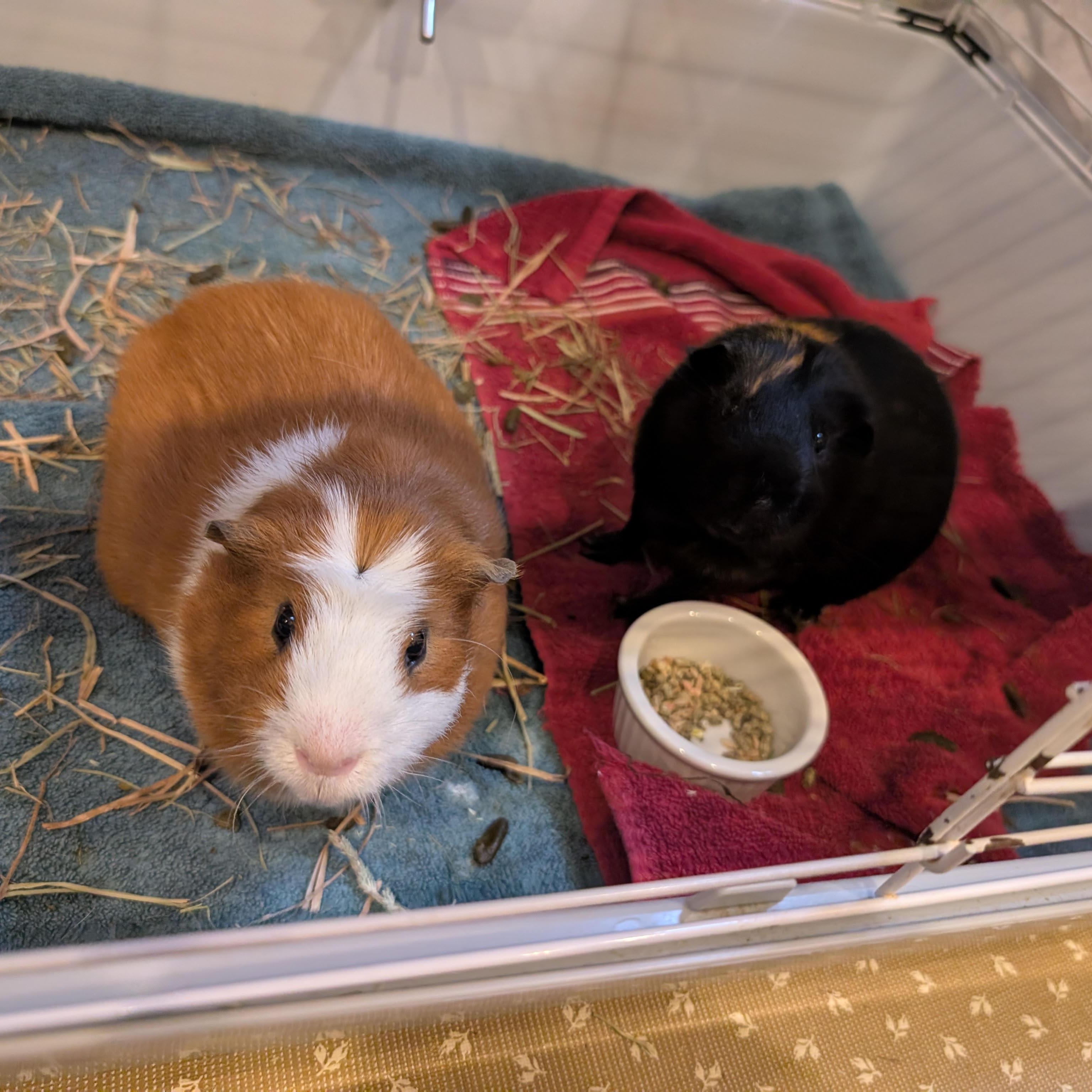 Enlarge Rocky & Ziggy, a Adoptable Guinea Pig in Medfield, MA image 3/5