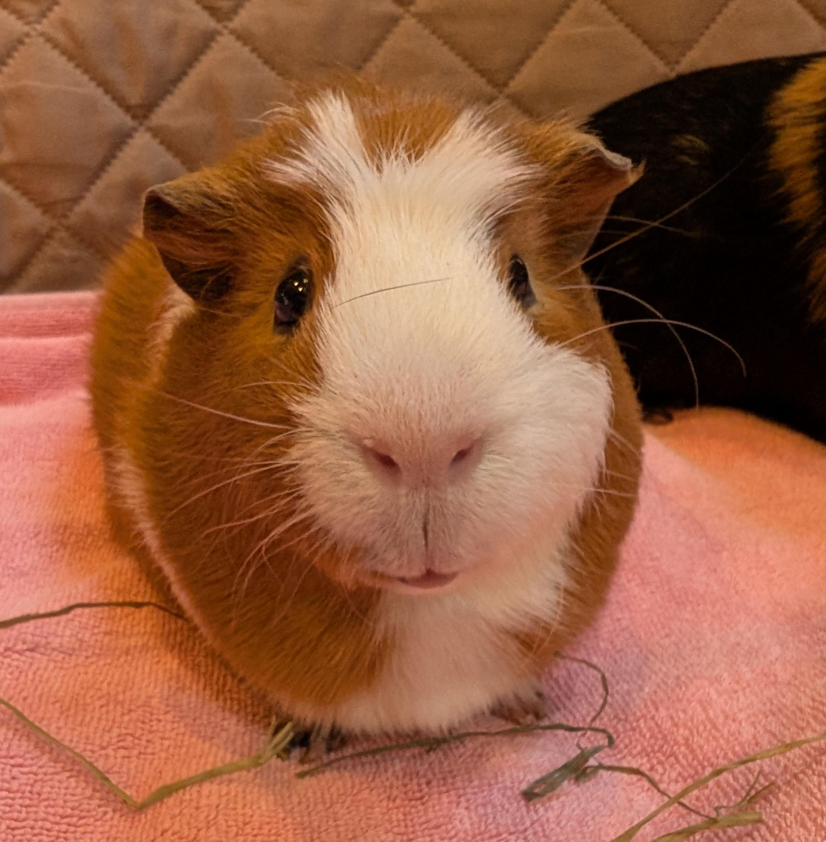 Enlarge Rocky & Ziggy, a Adoptable Guinea Pig in Medfield, MA image 4/5