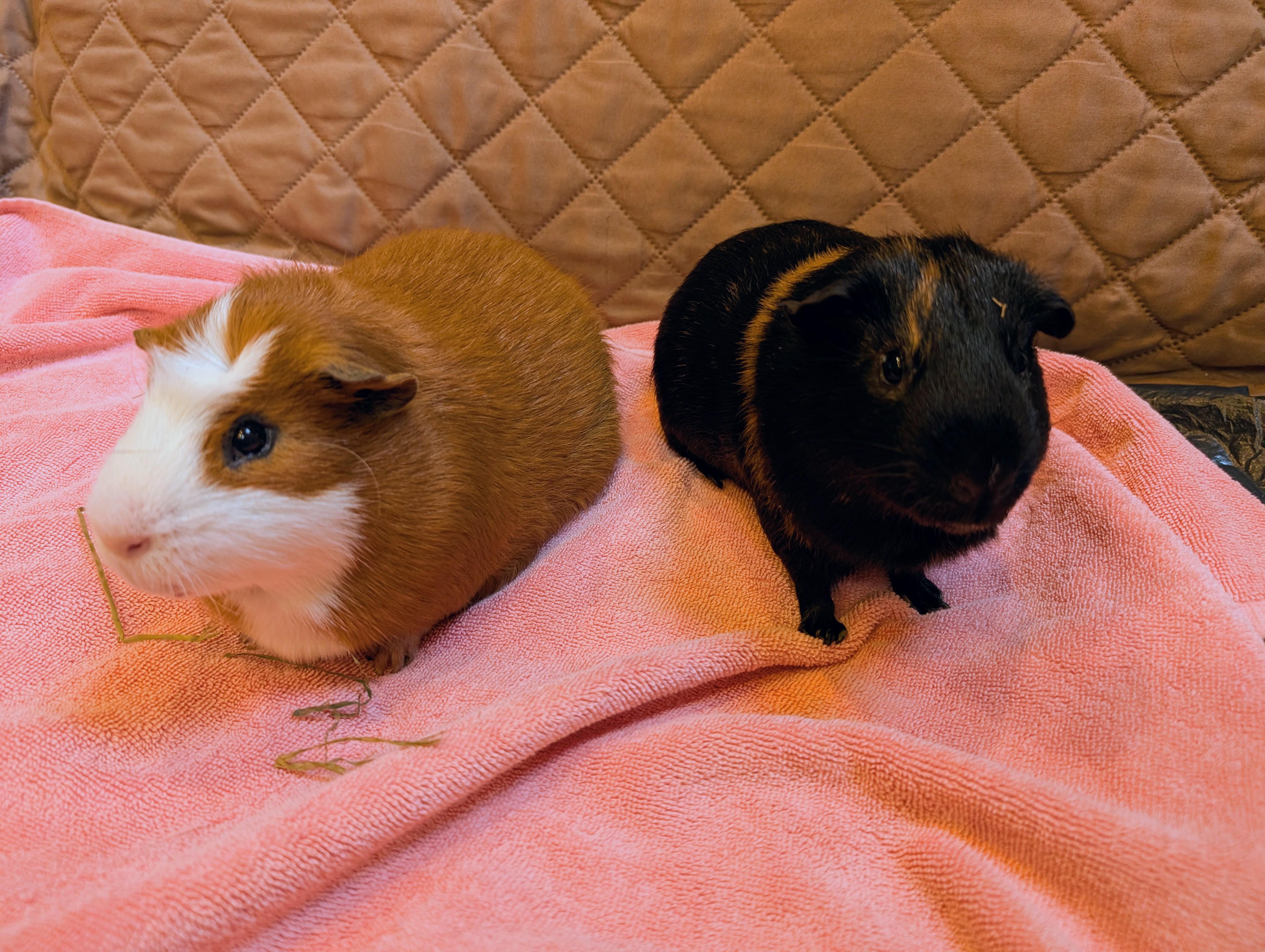 Rocky & Ziggy, Adoptable, Adult Male Guinea Pig.
