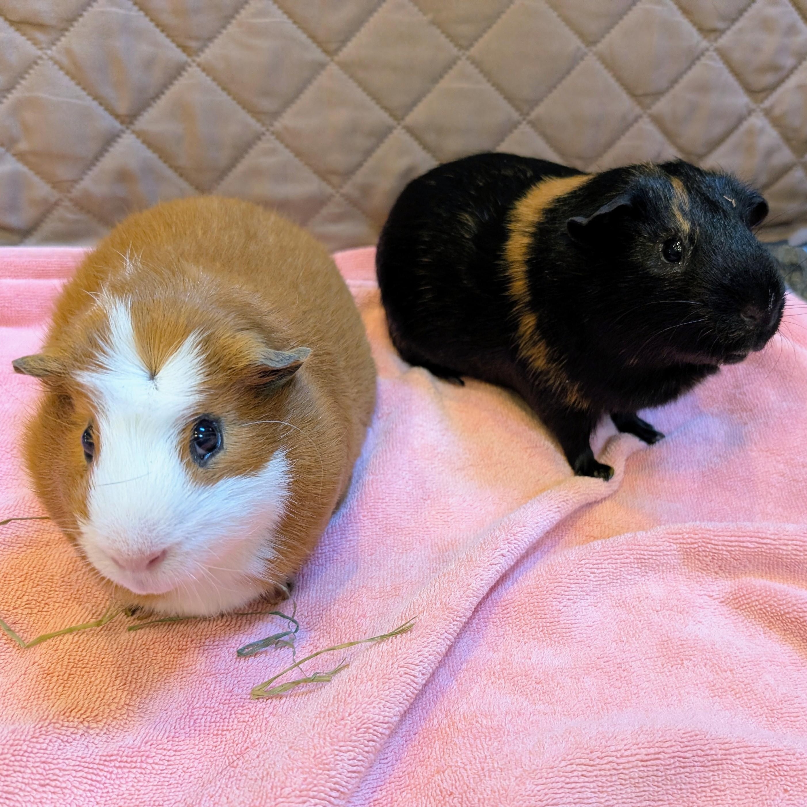 Enlarge Rocky & Ziggy, a Adoptable Guinea Pig in Medfield, MA image 2/5