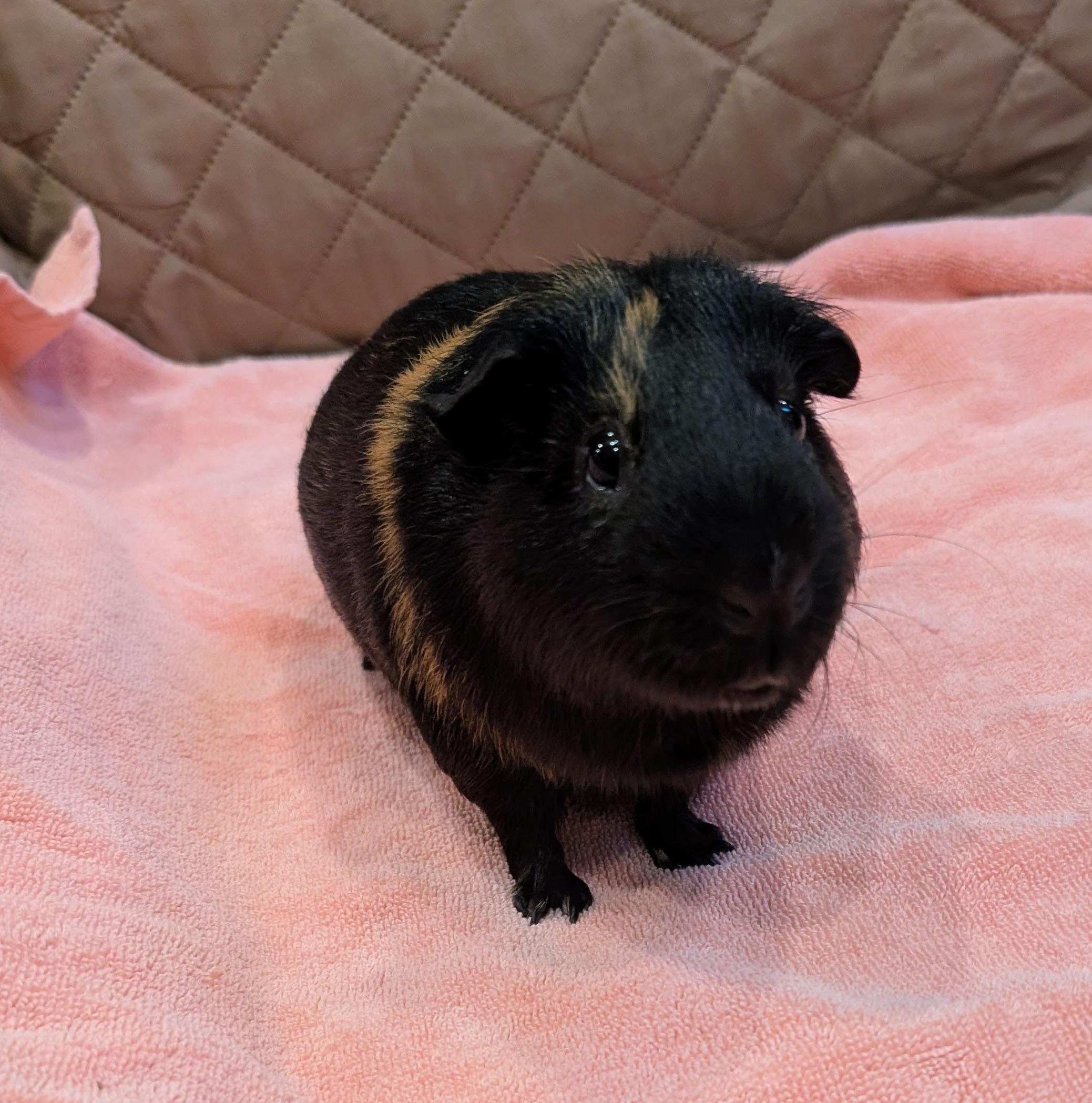 Enlarge Rocky & Ziggy, a Adoptable Guinea Pig in Medfield, MA image 5/5