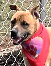 Art, Adoptable, Young Male Pit Bull Terrier.