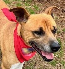 Enlarge Art, a Adoptable Pit Bull Terrier in Carrollton, GA image 2/3