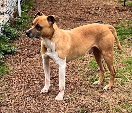 Enlarge Art, a Adoptable Pit Bull Terrier in Carrollton, GA image 3/3