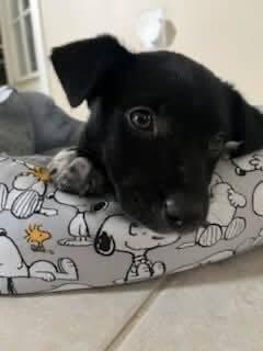 Oreo Cute, a Adoptable mixed breed in Saugus, MA image 1/3