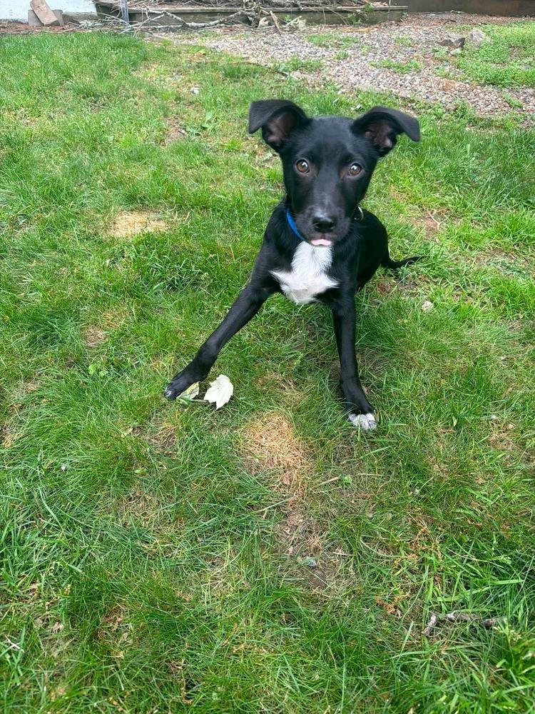 Enlarge Oreo Cute, a Adoptable mixed breed in Saugus, MA image 1/6