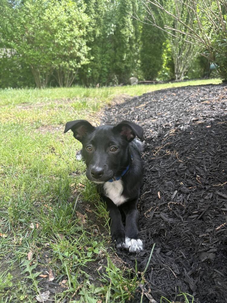 Enlarge Oreo Cute, a Adoptable mixed breed in Saugus, MA image 2/6