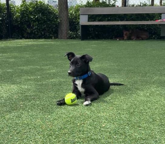Enlarge Oreo Cute, a Adoptable mixed breed in Saugus, MA image 3/6