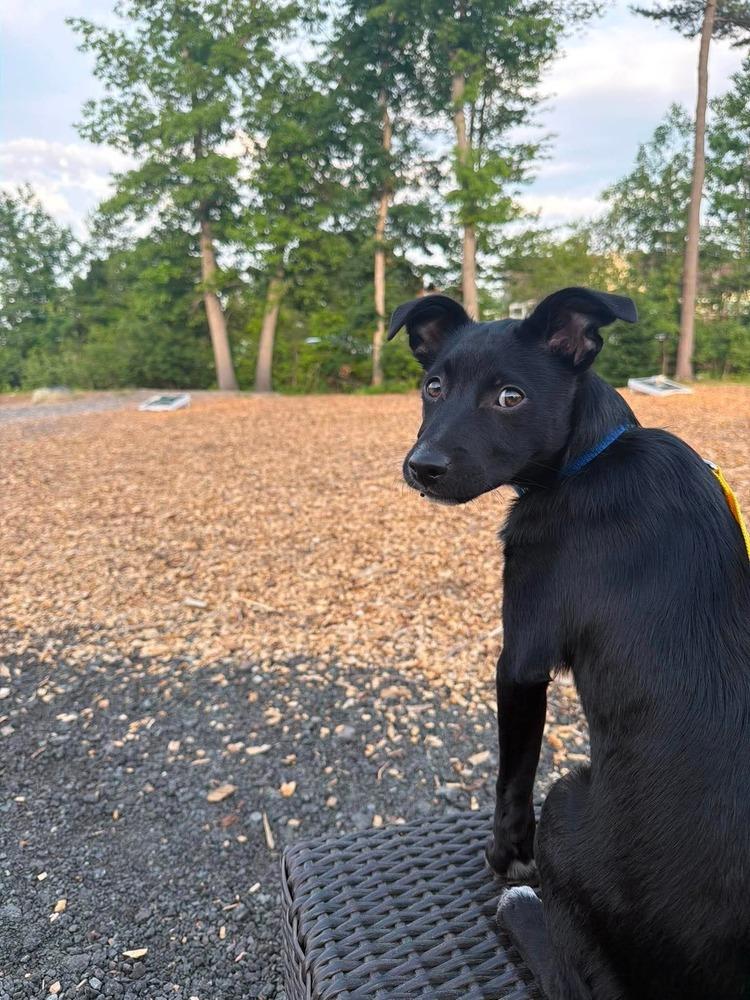 Enlarge Oreo Cute, a Adoptable mixed breed in Saugus, MA image 4/6