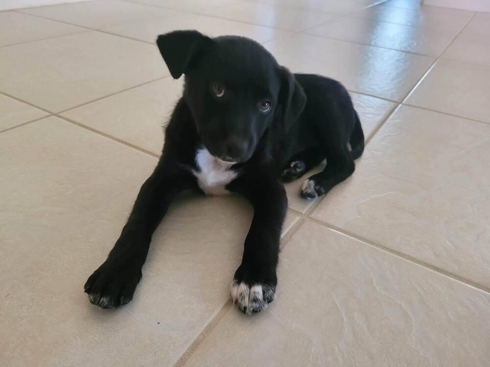 Oreo Cute, a Adoptable mixed breed in Saugus, MA image 3/3