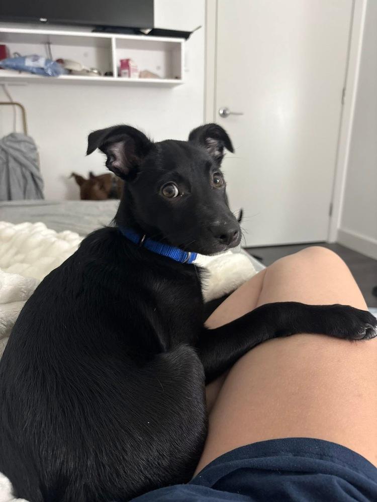 Enlarge Oreo Cute, a Adoptable mixed breed in Saugus, MA image 5/6