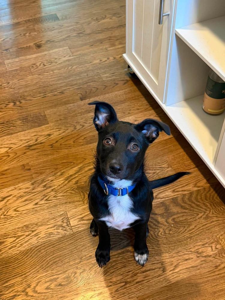 Enlarge Oreo Cute, a Adoptable mixed breed in Saugus, MA image 6/6
