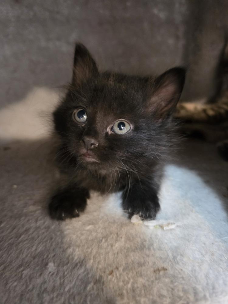 Enlarge Pretzel, a Adoptable mixed breed in Wild Rose, WI image 3/6