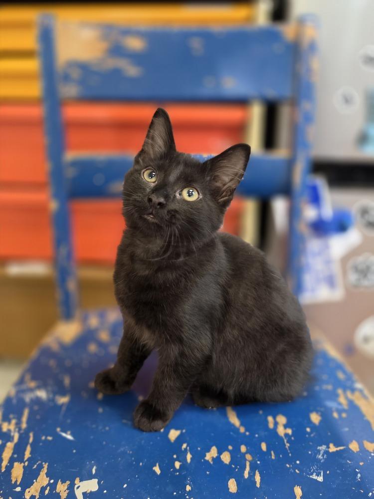 Pretzel, Adoptable, Young Male Domestic Short Hair.
