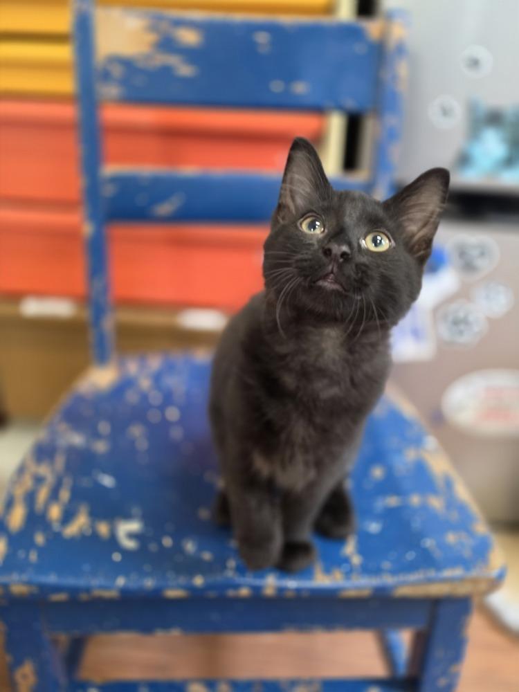 Enlarge Pretzel, a Adoptable mixed breed in Wild Rose, WI image 6/6