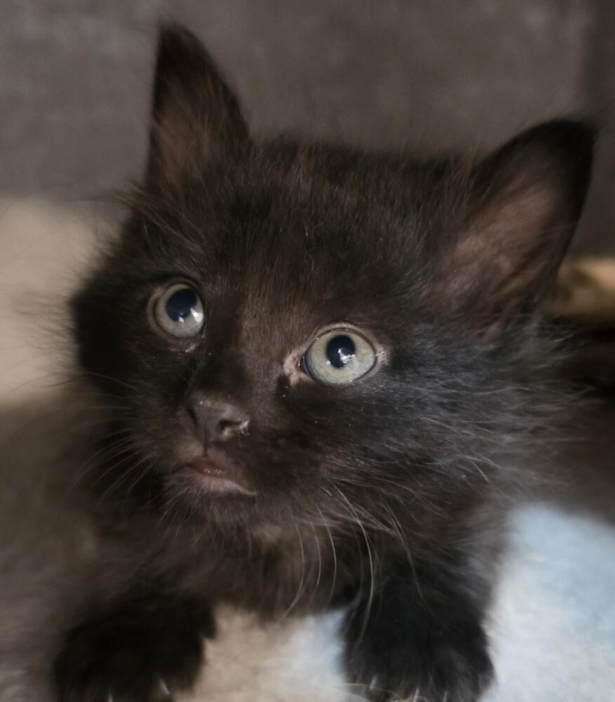 Enlarge Pretzel, a Adoptable mixed breed in Wild Rose, WI image 4/6