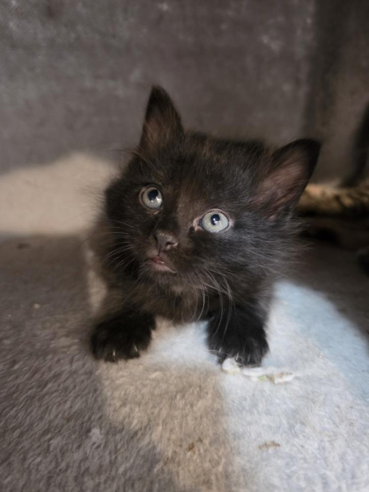 Enlarge Pretzel, a Adoptable mixed breed in Wild Rose, WI image 5/6