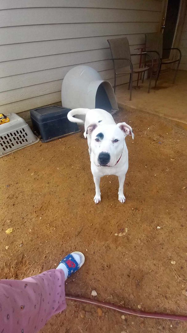 Enlarge Ruger, a Adoptable mixed breed in Joshua, TX image 1/2