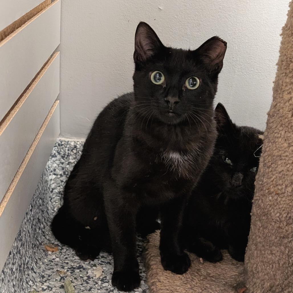 Polaris, Adoptable, Young Male Domestic Short Hair.