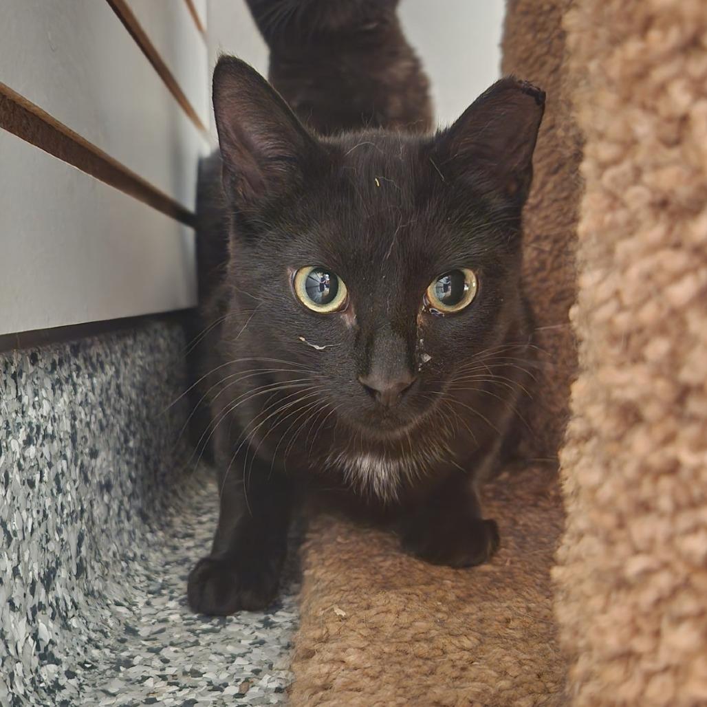 Polaris, Adoptable, Young Male Domestic Short Hair.