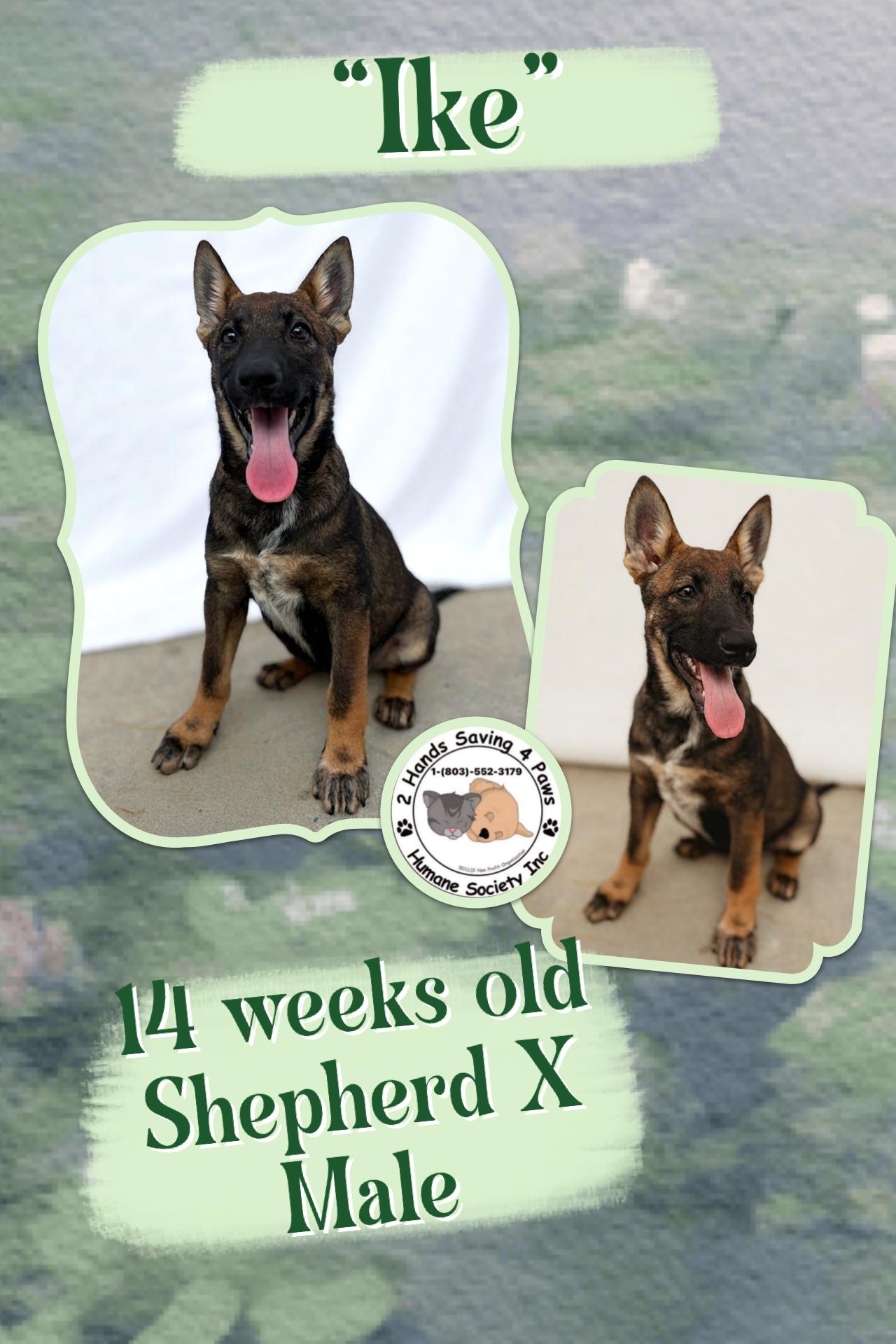 Ike, Adoptable, Puppy Male Shepherd.