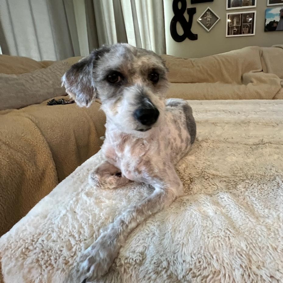 Enlarge Mitzi, a Adoptable mixed breed image 1/6