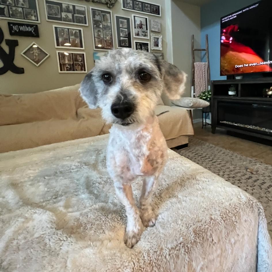 Enlarge Mitzi, a Adoptable mixed breed image 3/6