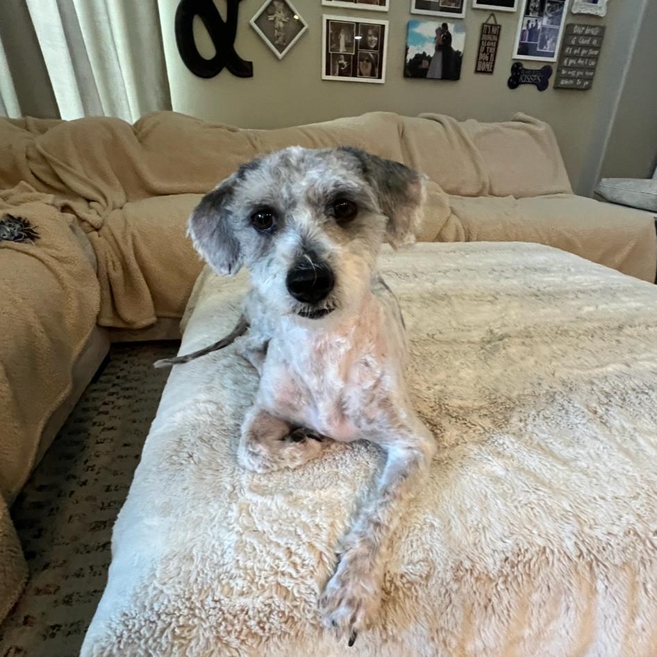 Enlarge Mitzi, a Adoptable mixed breed image 4/6