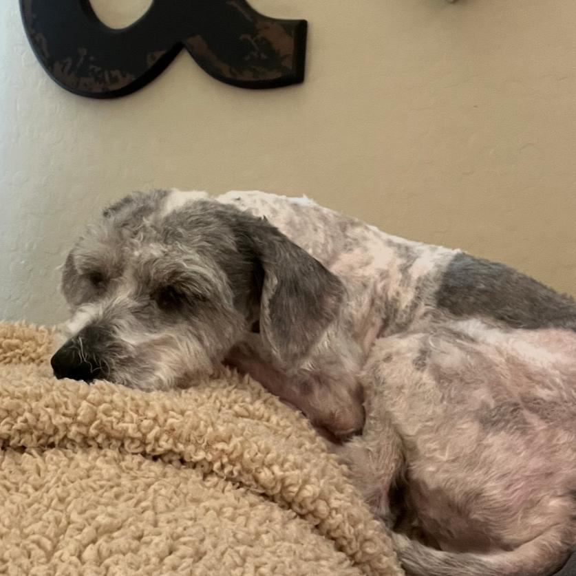 Enlarge Mitzi, a Adoptable mixed breed image 6/6