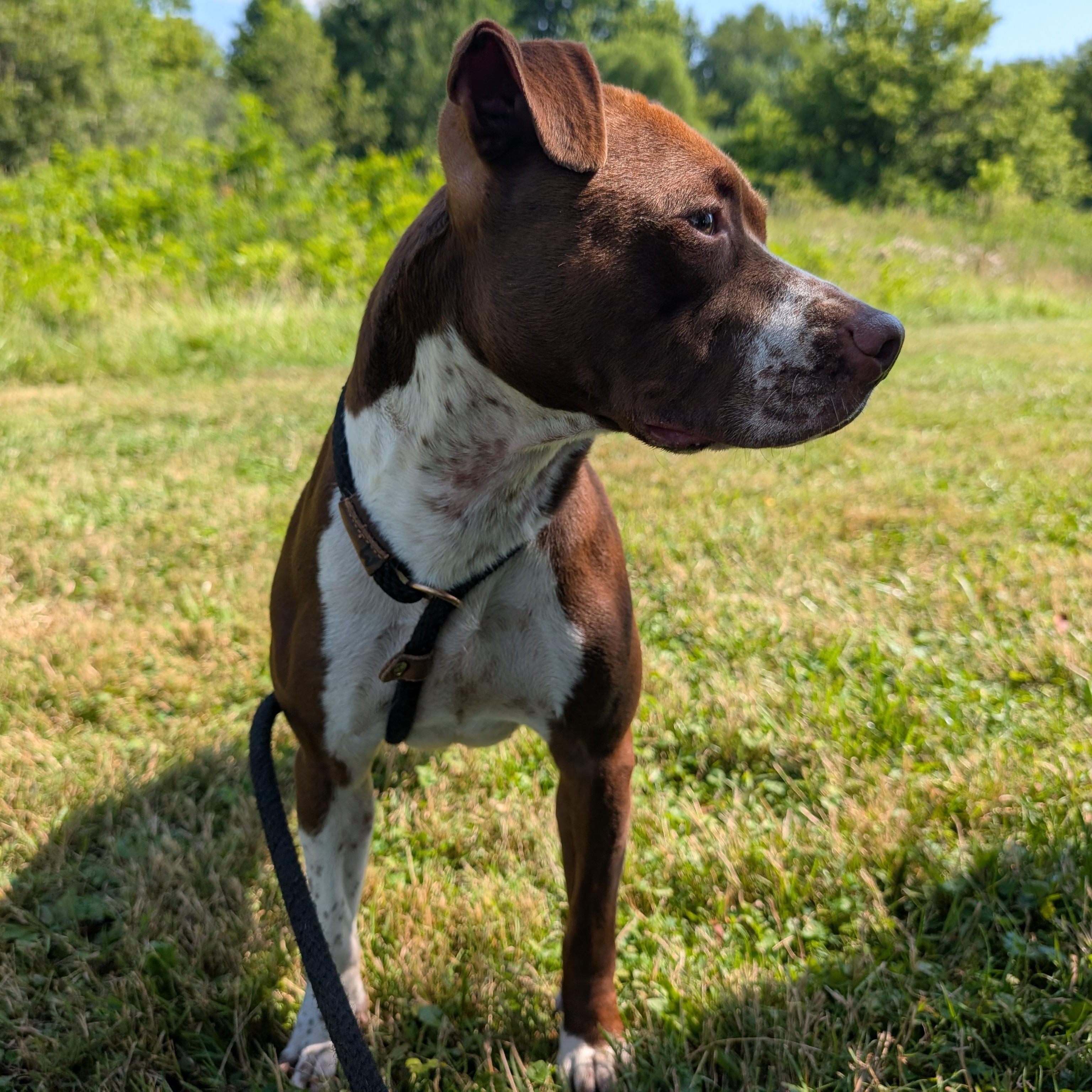 191284 LOOKING FOR OWNER, a ADOPTABLE mixed breed in Ravenna, OH image 2/6