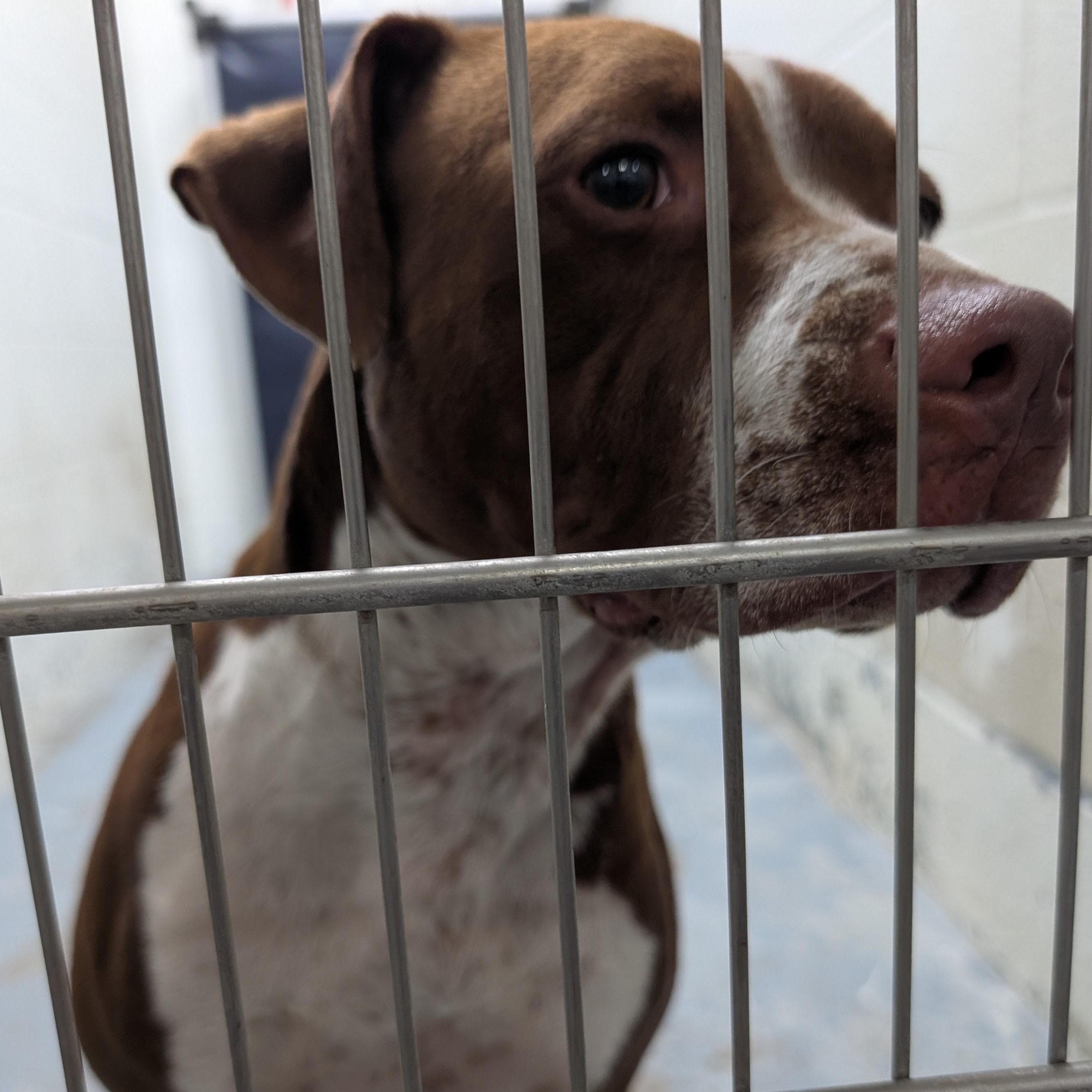 191284 LOOKING FOR OWNER, a ADOPTABLE mixed breed in Ravenna, OH image 5/6