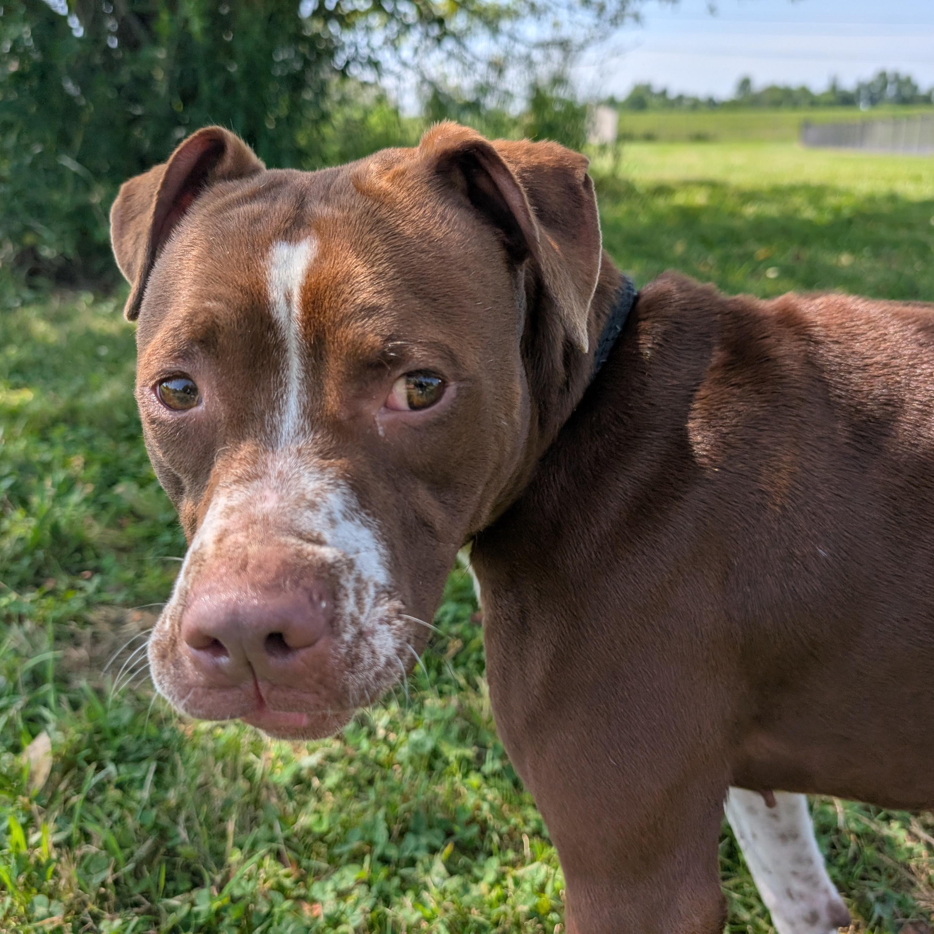 191284 LOOKING FOR OWNER, a ADOPTABLE mixed breed in Ravenna, OH image 3/6