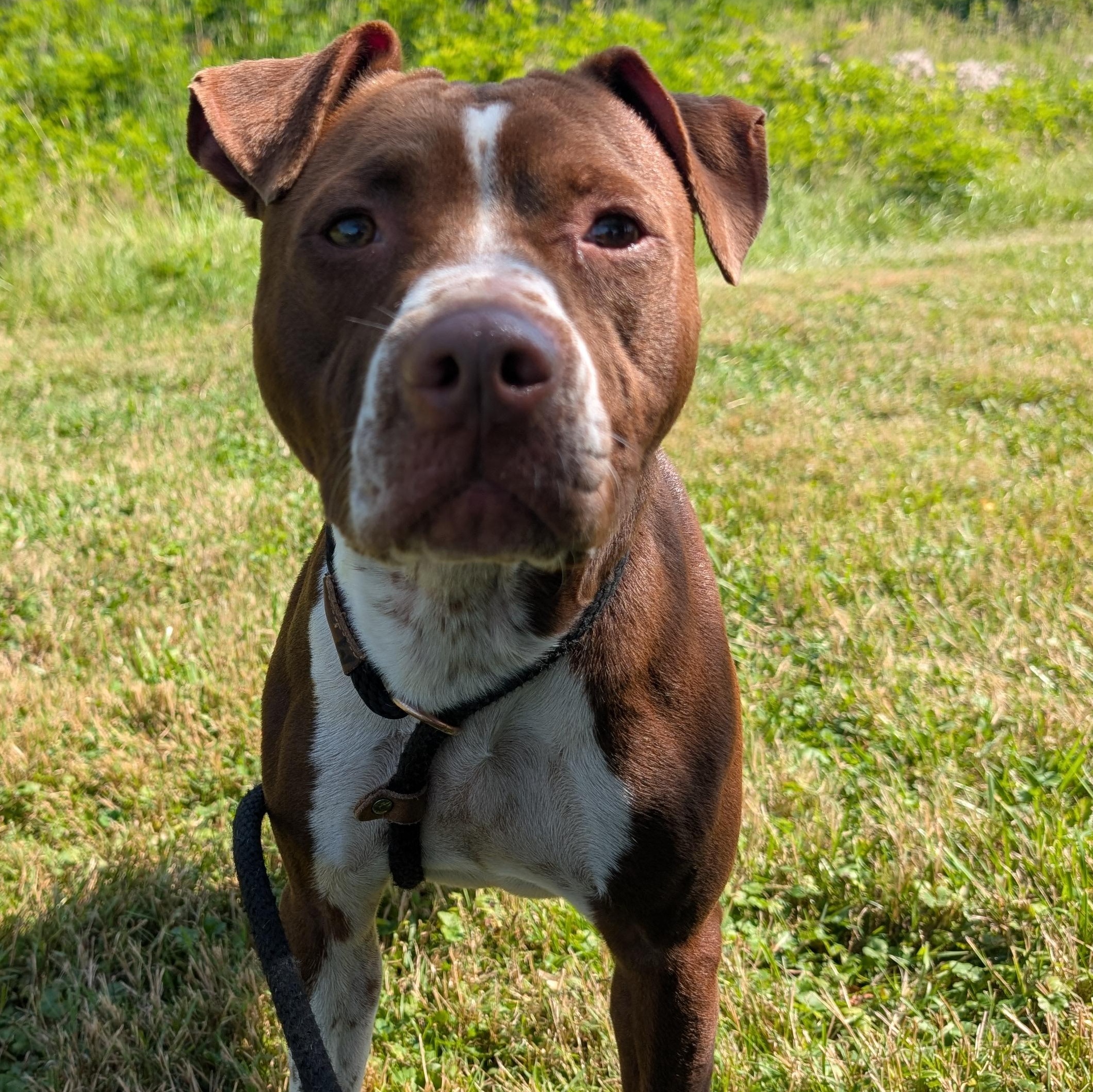 191284 LOOKING FOR OWNER, a ADOPTABLE mixed breed in Ravenna, OH image 1/6
