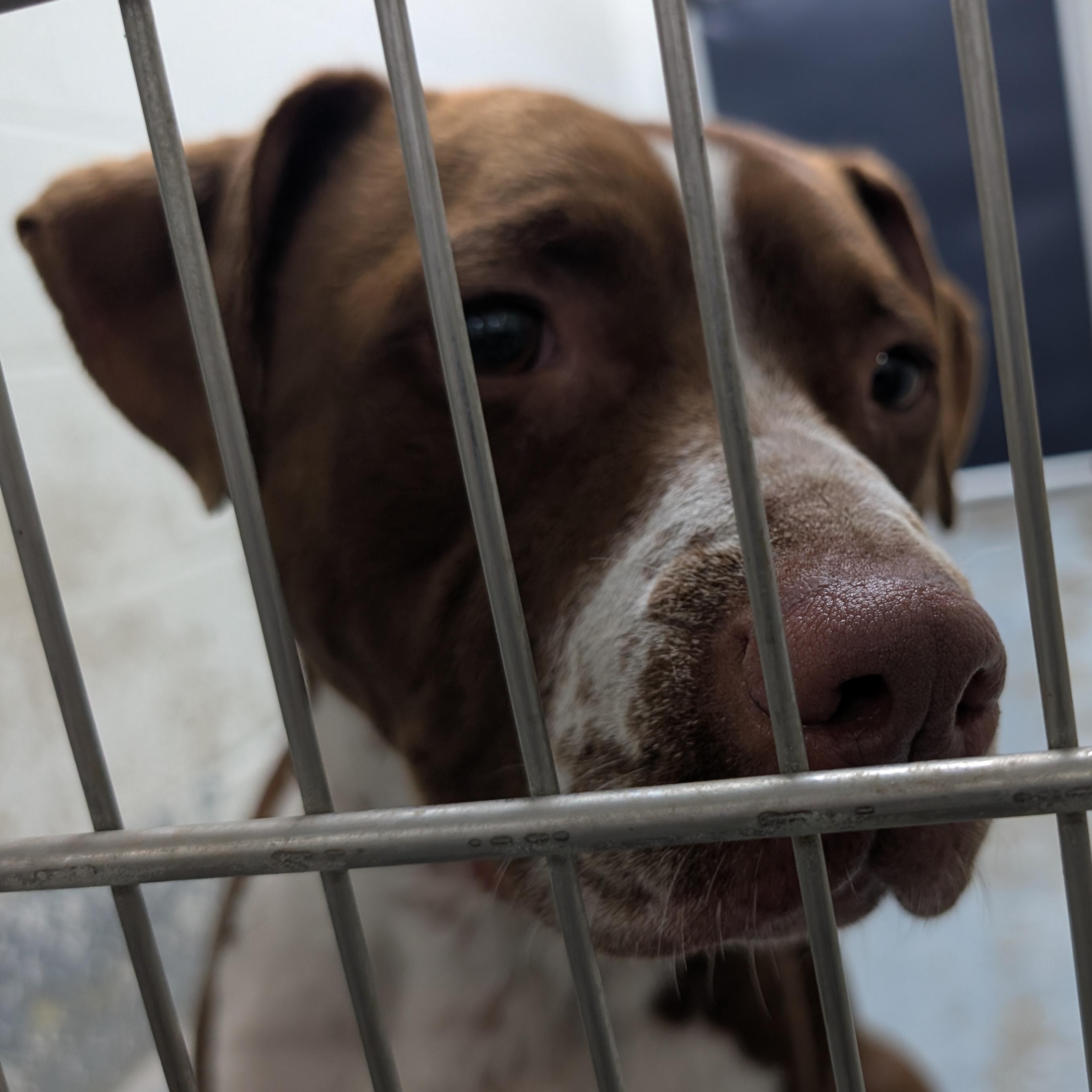 191284 LOOKING FOR OWNER, a ADOPTABLE mixed breed in Ravenna, OH image 6/6